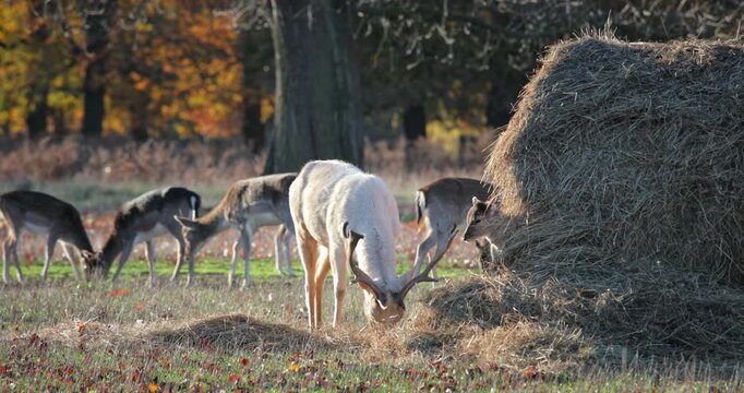 Fallow deer herd with a striking white buck grazing on hay beside a large bale in Park woodland, autumn colors and golden light creating a tranquil scene