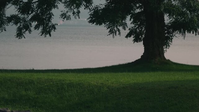 Large tree casting shade over a grassy park with water in the background
