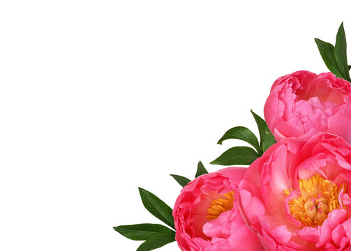 Three coral peony flowers in a corner arrangement isolated on white or transparent background