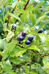 Ripe blueberries on a bush in the garden on a cloudy summer day – vertical close-up photo © Iuliia Koroleva