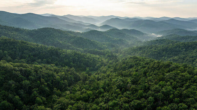 Lush green forest canopy with hazy blue mountains in the distant background