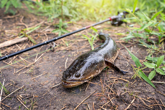 Caught striped snakehead fish - Channa striata lying on wet ground by rice field next to a fishing rod and reel in rural Thai way of life centered on making a living in harmony with nature.