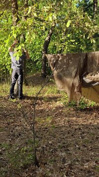 Man ties a cord around a tree to set up a tarp shelter.