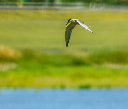 common tern (Sterna hirundo) in flight