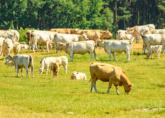 cows grazing on a pasture © Petr