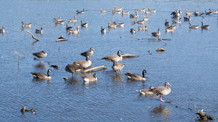Mixed flock of geese gathering and feeding in shallow water. Documentary image of waterbird communities in a European wetland. © Aleksandra