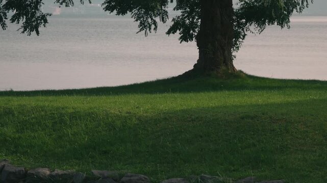 Large tree casting shade over a grassy park with water in the background
