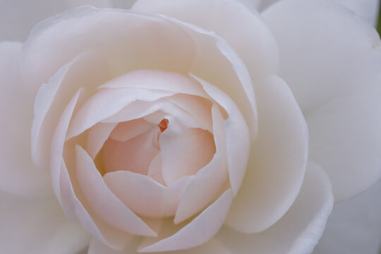 Macro Shot of Elegant White Rose Blooming Gently in Spring with Soft Petals Natural Background