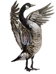 Hand-painted watercolor illustration of a Canada goose standing with its wings spread, detailed feathers and natural plumage, isolated on transparent background © Volodymyr