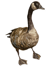 Hand-painted watercolor illustration of a wild goose standing with its long neck and detailed natural feathers, isolated on transparent background © Volodymyr