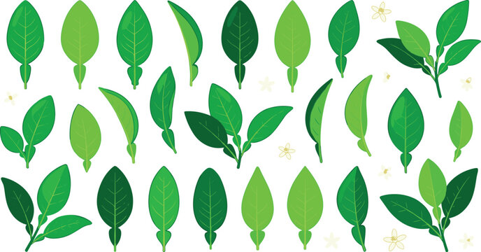 Kaffir Lime Leaves Vector Set Featuring Green Double Tropical Foliage and Citrus Twigs for Asian Cooking Designs