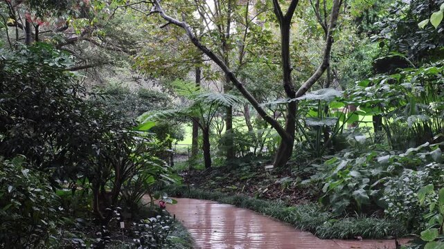 View of Royal Botanic Garden Sydney with lush tropical plants, ferns, and a wet paved path winding through the greenery in Sydney, New South Wales, Australia.