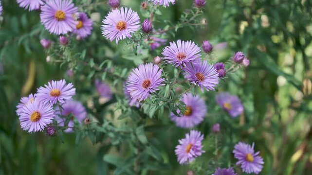 Seamless loop of purple asters swaying gently
