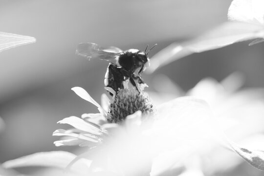 Black and White Close-Up of Bee Pollinating a Flower