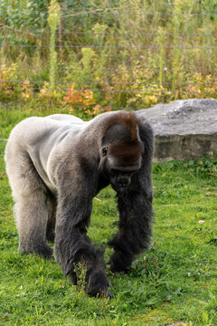 A Lowland Gorrila at Safari Park Beekse Bergen, Zoo in The Netherlands