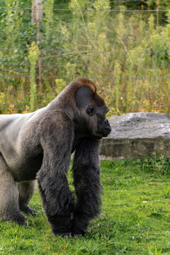 A Lowland Gorrila at Safari Park Beekse Bergen, Zoo in The Netherlands