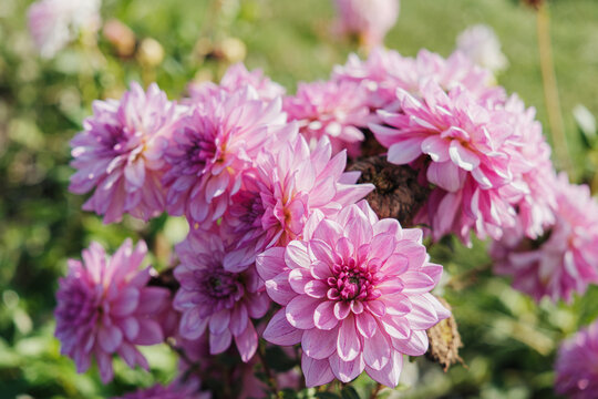 Pink dahlia flowers bloom in a garden setting