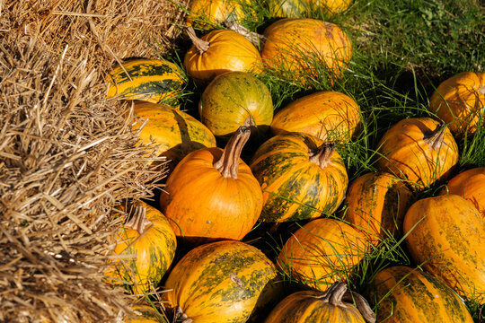 Variety of pumpkins and gourds arranged with hay and grass