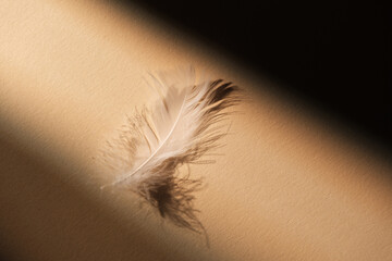 A single white feather casts a shadow against a textured background. © reddish