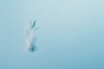Single feather floating against a simple light blue background © reddish