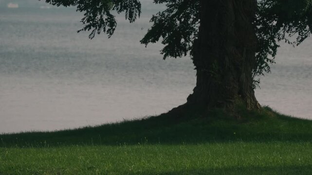 Large tree casting shade over a grassy park with water in the background
