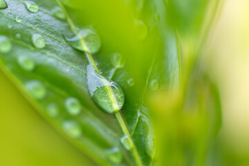 close-up of fresh transparent morning dew drops resting on a vibrant green leaf © Peresada
