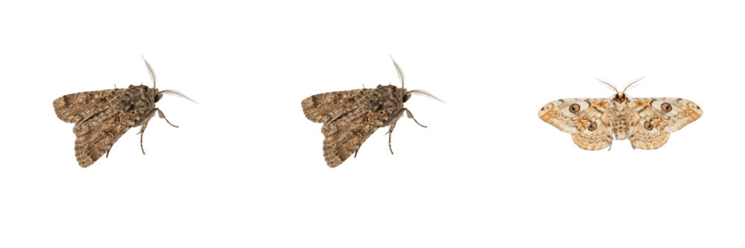 Moths, brown camouflage moths, and patterned emperor moth with eyespots isolated on white background, set of three detailed flying insects for educational and wildlife stock photography PNG use