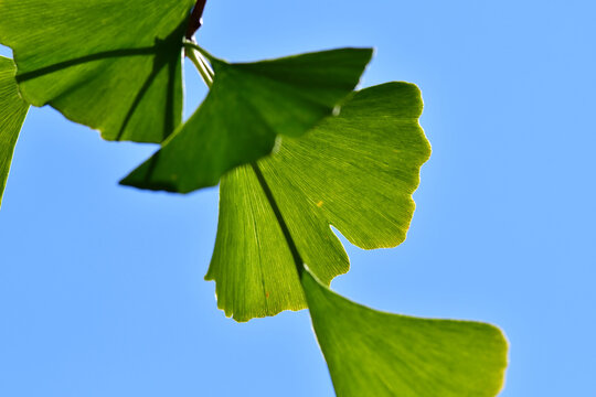 Ginkgo leaves at a tree