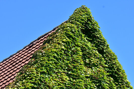 hidden roof of an old cabin behind trees
