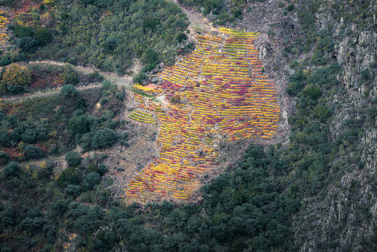 Vibrant autumn colors in a vineyard clinging to a hillside