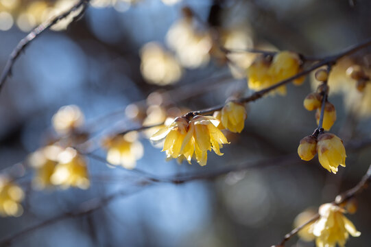 Close Up Yellow Wintersweet Flowers Blooming Gently Under Soft Winter Sunlight with Bokeh Background and Copy Space