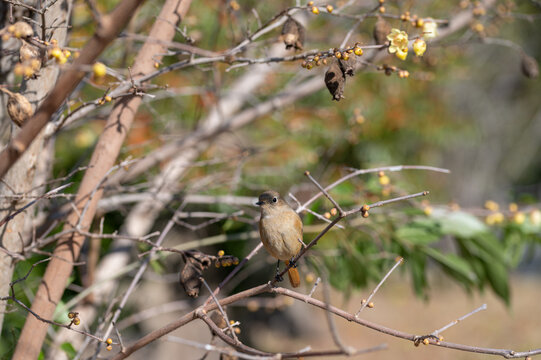 Close up female daurian redstart perched on wintersweet branch in early spring nature background with copy space