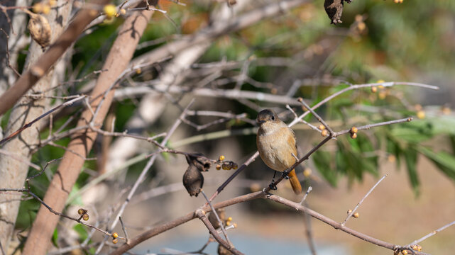 Female Daurian Redstart Perched on Tree Branch in Winter Forest with Copy Space