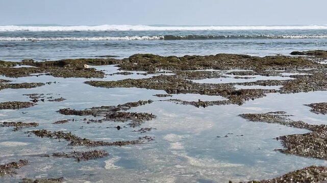 Wide View of Low Tide Sea Water and Exposed Coral Reef Shoreline