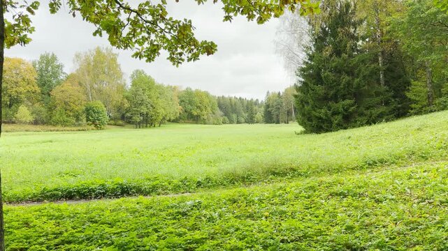 A wide green meadow stretches under leafy branches in Pavlovsk Park, Saint Petersburg. Lush forest surrounds the open lawn. This tranquil view inspires a peaceful feeling of calm and quiet joy.