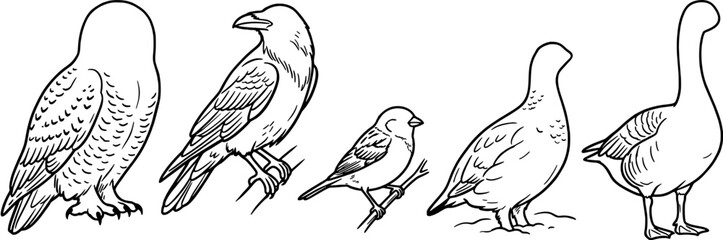 Obraz premium Bird species vector set including owl, raven, sparrow, pigeon and goose in simple black outline style on white background.