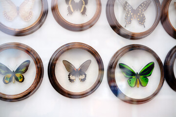 Various butterflies displayed in circular frames showing species identification © reddish