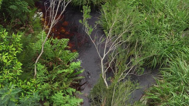 Vertical view of the Disa River at Betty&rsquo;s Bay showing riverine vegetation and natural brown tannin-stained water, typical of Western Cape rivers. Whale Coast, Overberg, South Africa.