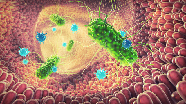 Healthy gut microbiota drive fermentation and protect the digestive mucosa from disease. Commensal bacteria interact with viral particles along the epithelial surface of the bowel. 
