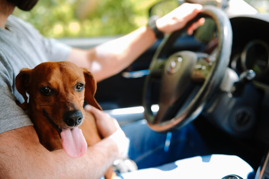 Person driving car with dog in lap
