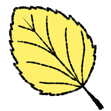 Hand drawn illustration of brich leaf with transparent background. Suitable for autumn themed sticker, decoration, etc