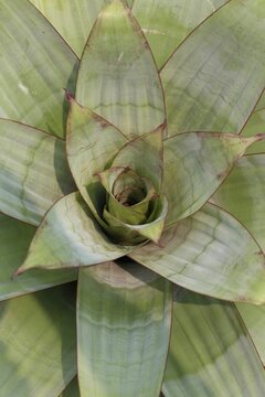 Too view close up of a giant bromeliad alcantarea imperialis green rosette leaves 