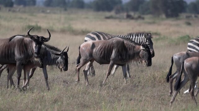 アンボセリ国立公園のサバンナを歩くヌーとシマウマの群れ、ケニア（Wildebeest and Zebra Herd in Amboseli National Park, Kenya）