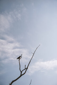 A bird perches on a bare branch beneath a blue sky