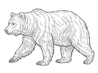 Fototapeta premium Walking grizzly bear brown bear side profile black and white vector line art illustration for coloring page 