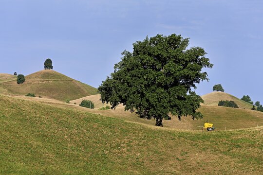 Linden trees (Tilia) growing in parched, dried-up meadows in the drumlin landscape, the hot summer of 2026, Hirzel, Canton of Zurich, Switzerland