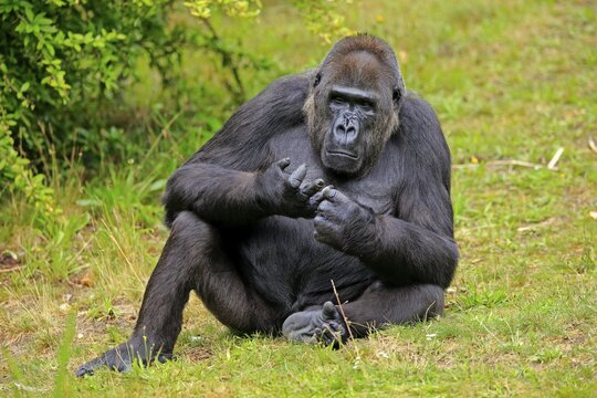 Western gorilla (Gorilla gorilla), adult, female, captive