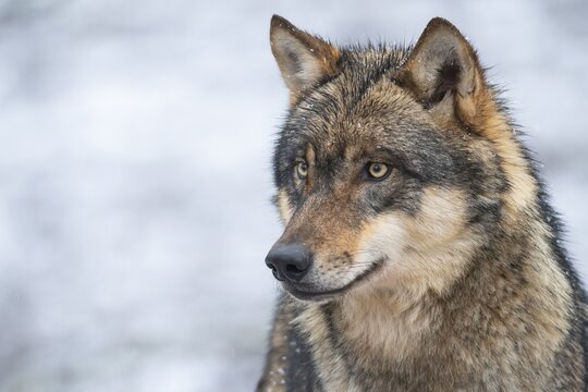 Gray wolf (Canis lupus), portrait, winter, Neuhaus, Lower Saxony, Germany
