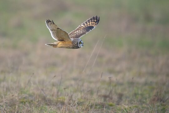 Short-eared Owl (Asio flammeus), in flight, flying, owl, Goldenstedt, Lower Saxony, Germany