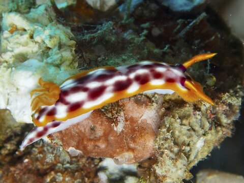 Nudibranch with white-orange coloured pattern, magnificent star snail (Hypselodoris purpureomaculosa), on a coral reef in the sea, dive site Napoleon, Permuteran, Bali, Indonesia